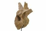 Fossil Hadrosaur Dorsal Vertebra w/ Metal Stand - South Dakota #339117-5